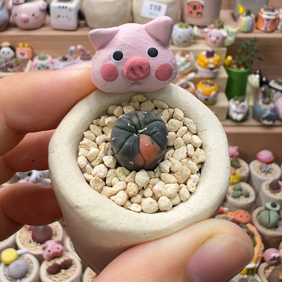 多肉植物166号兜锦