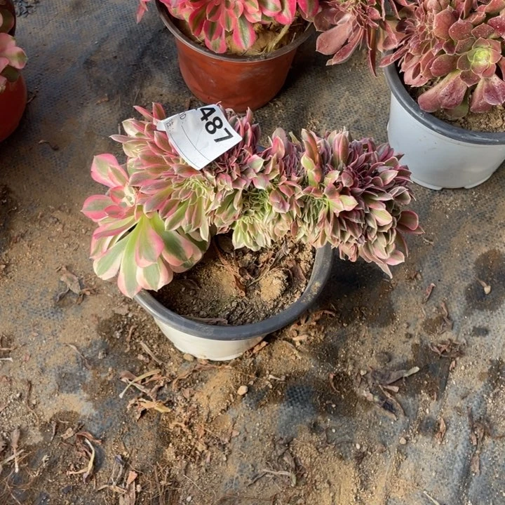 多肉粉女巫缀化487