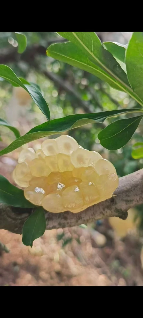 正宗怀远白花玉石籽石榴石榴礼盒石榴籽礼盒装蚌埠特产新鲜水果