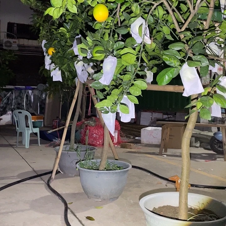 锋***少完全开放果树88888