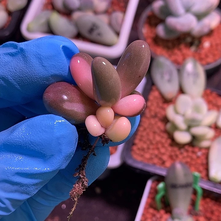 我****红手指锦多肉植物