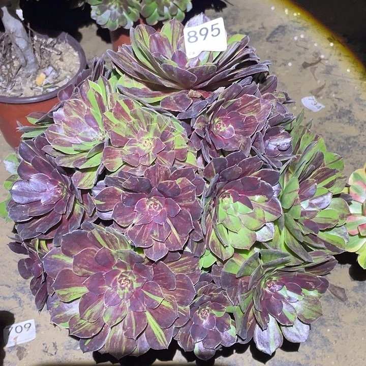 多肉植物断枝不包895花月夜