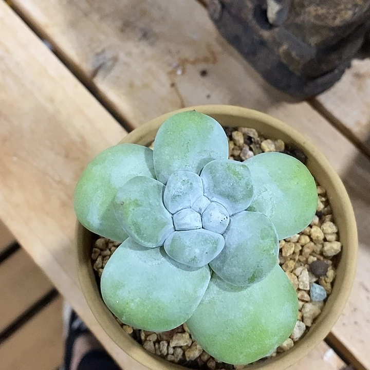 拇指补差价发货，晨风中的悟