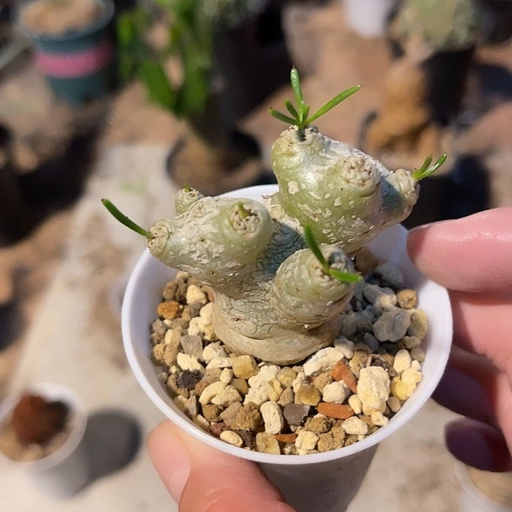无花朵万物象块根一物一拍