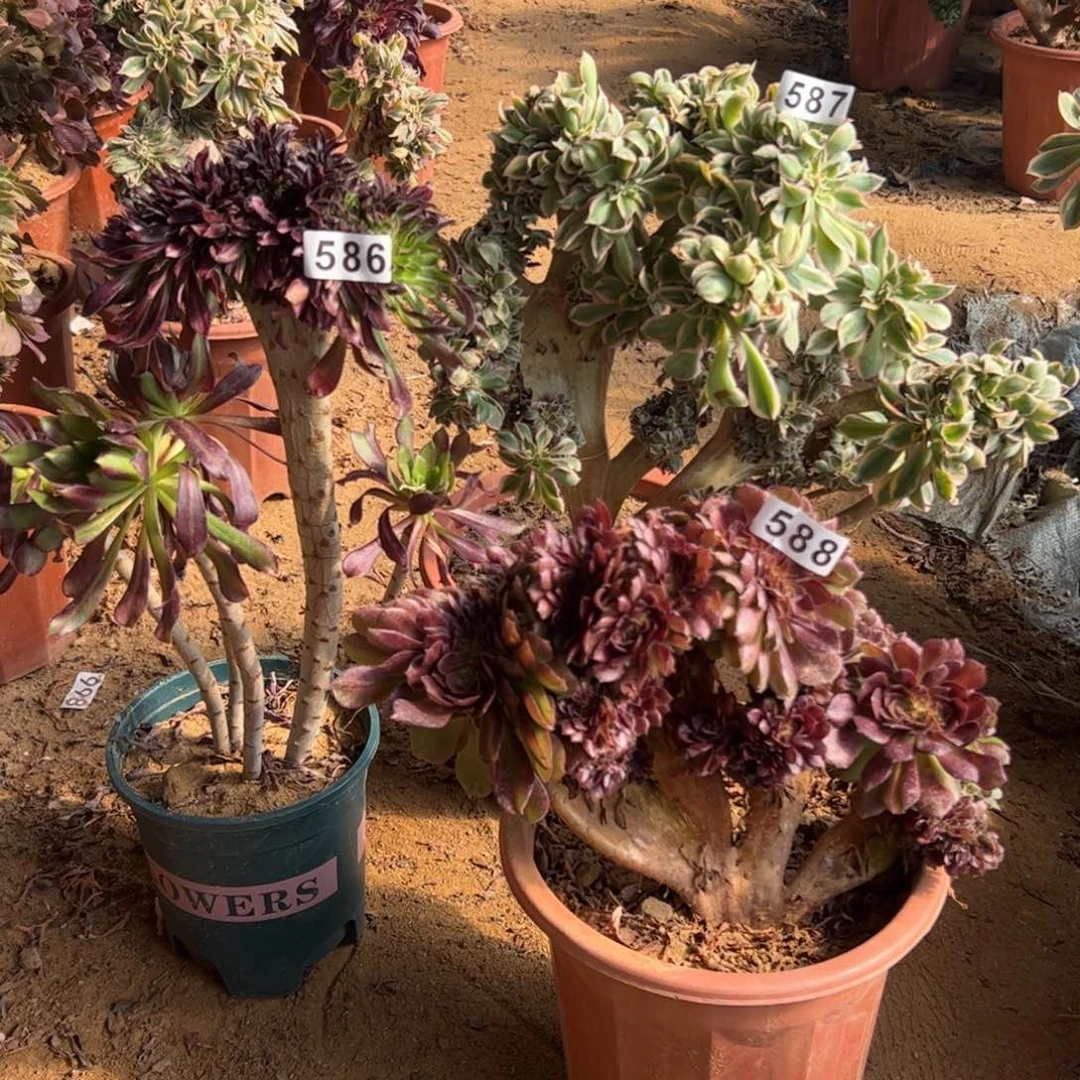 有伤三颗586.587.588