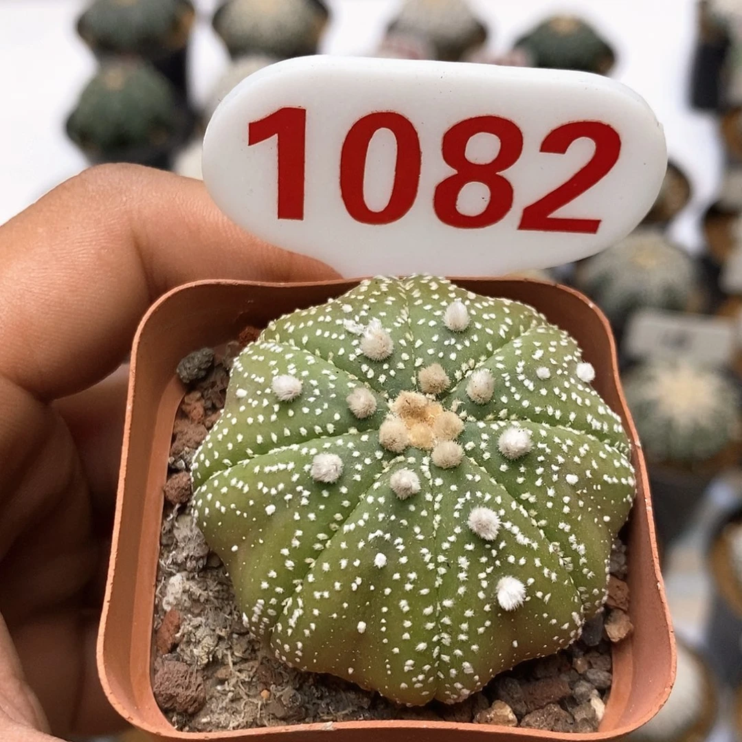 1082泰奇福利特价咯