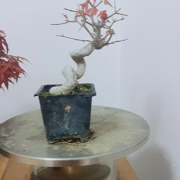 无花朵唐枫三角枫