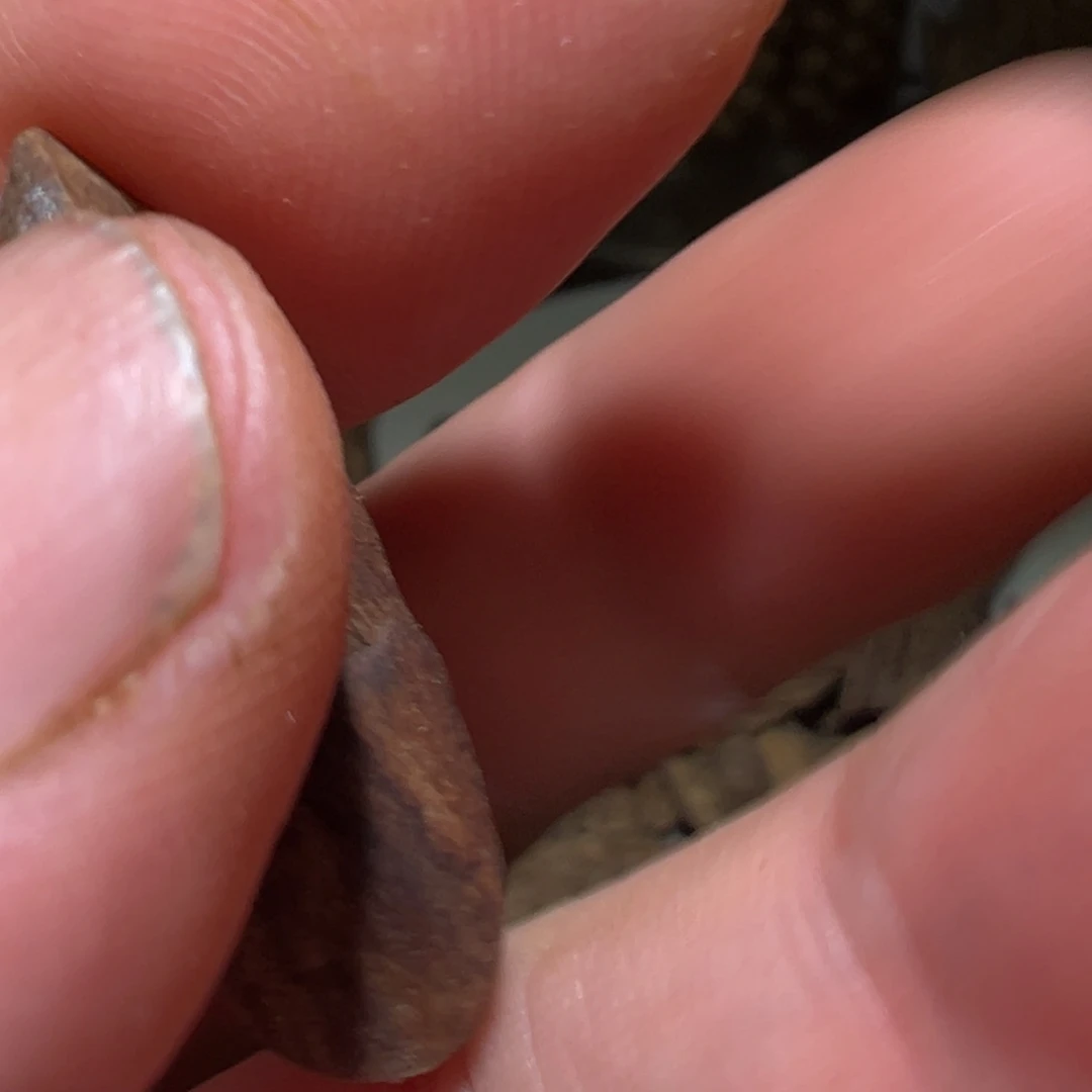 沉香沉香碎屑加里曼丹九分0.8