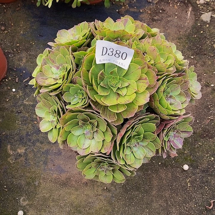 380花月夜多肉法师锦