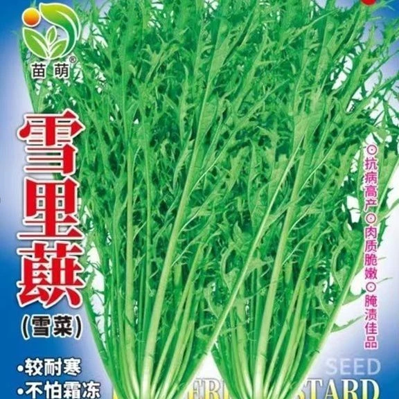 雪里红种子细叶雪里蕻农家雪菜籽春不老蔬菜排菜高产香青菜种籽