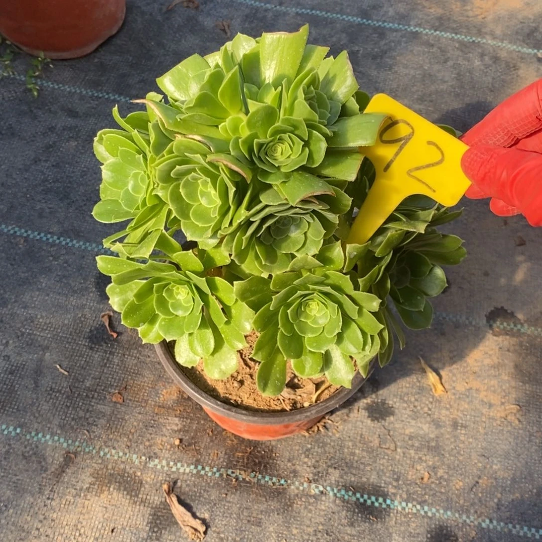 红陶@****y92绿玫瑰一物一拍