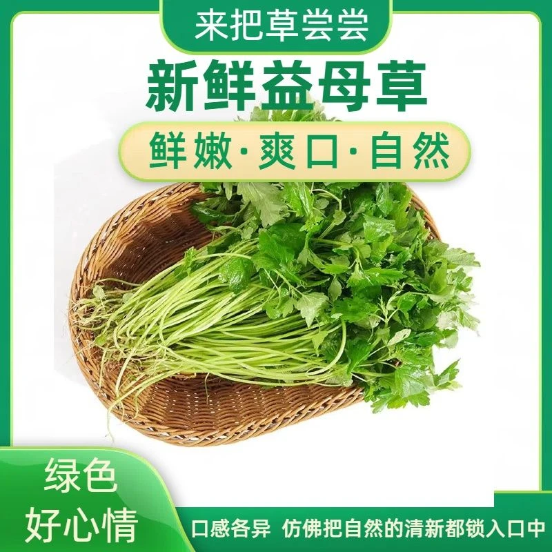 月子草益母草农家自家种植坤草菜农庄食用野菜沙青麻菜新鲜采摘