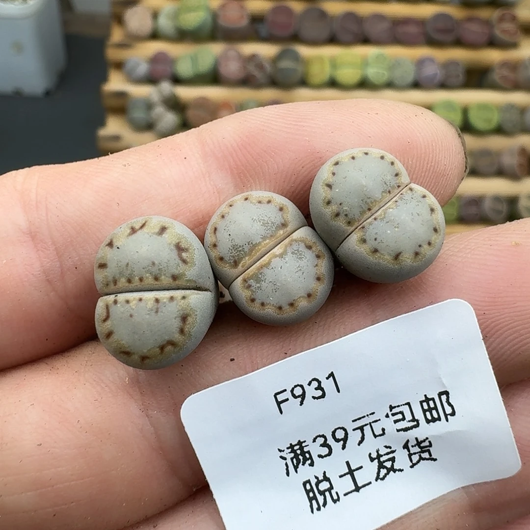 931多肉哈哈哈哈哈哈哈哈哈