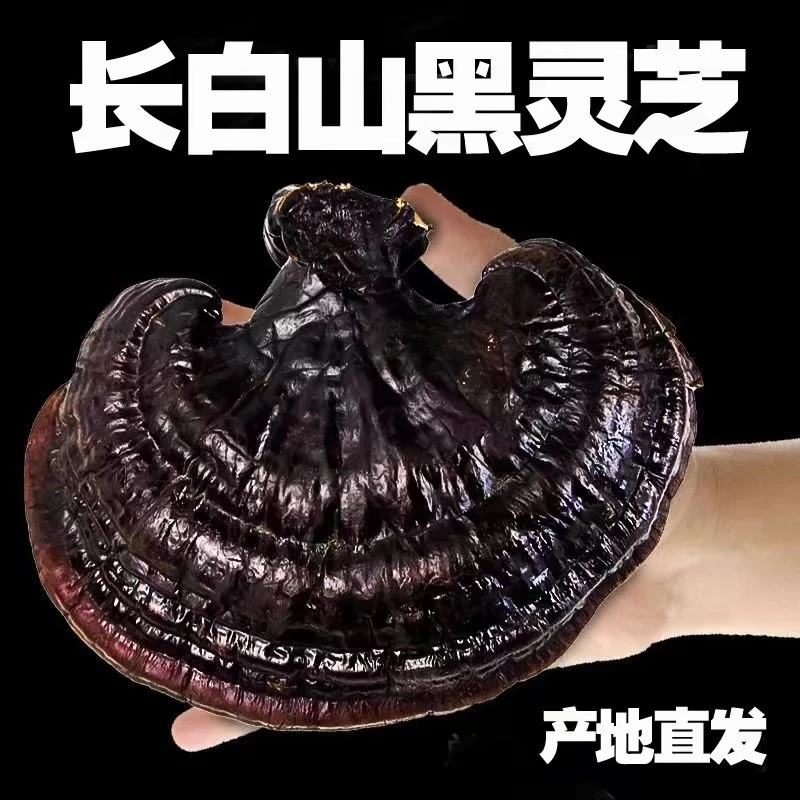长白山黑灵芝  500克*1袋   泡水泡酒