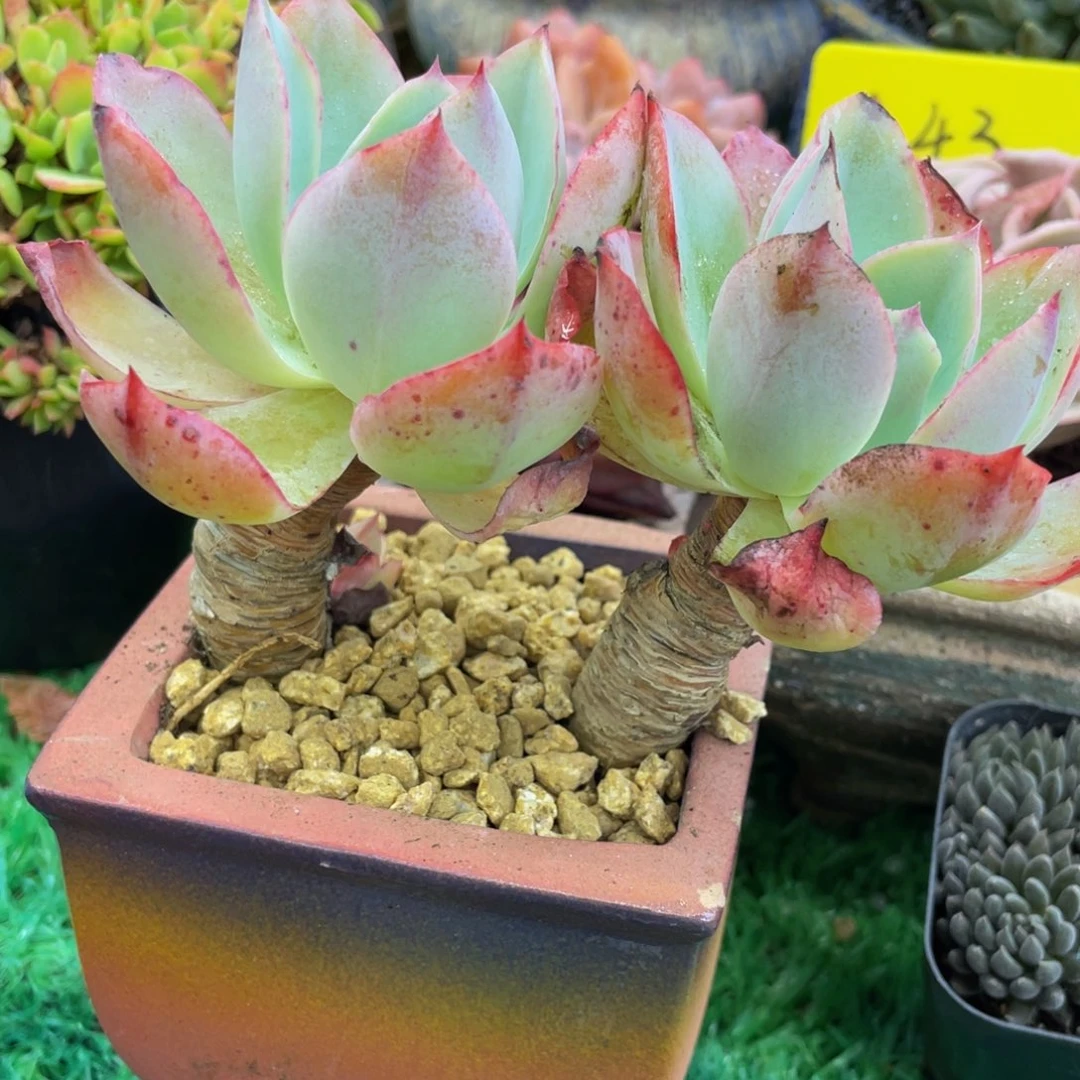 多肉植物盆栽多肉