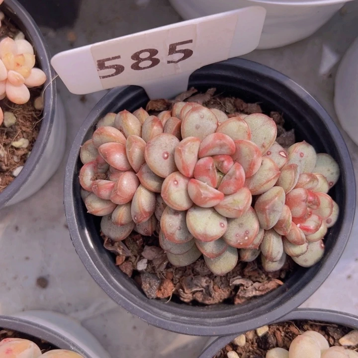 健健康康平平安安