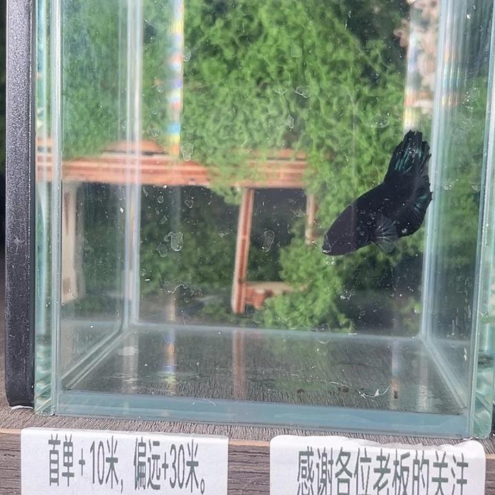 斗鱼活体不退不换 谢谢