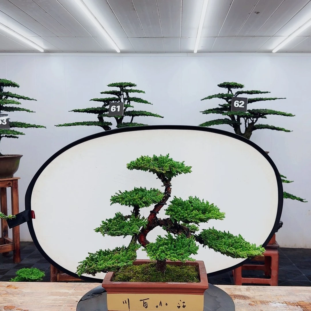 无花朵000000000000