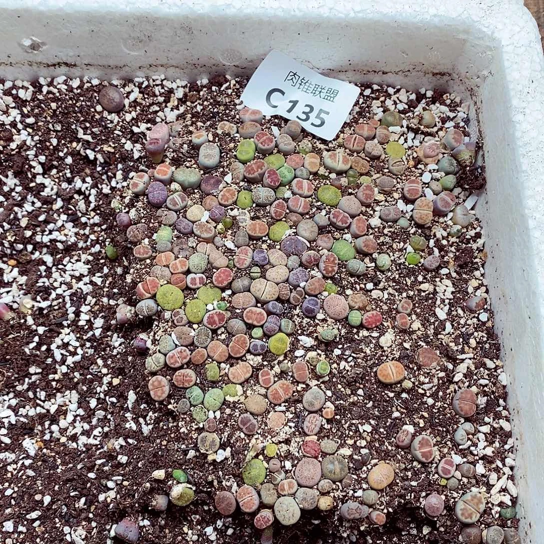 135呃呃呃呃呃呃呃呃呃呃呃
