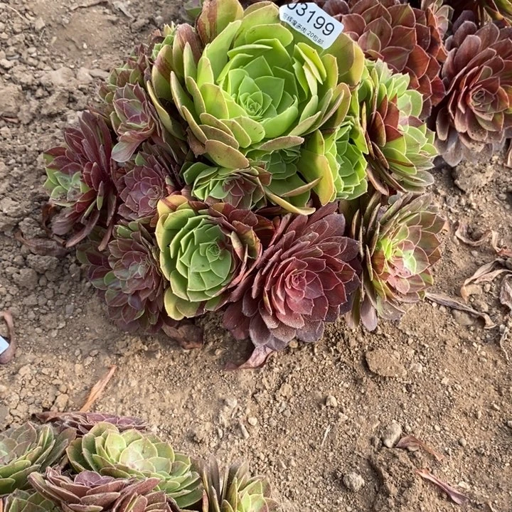 03199花月夜多肉植物