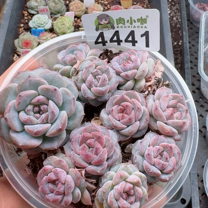 多肉植物多肉植物