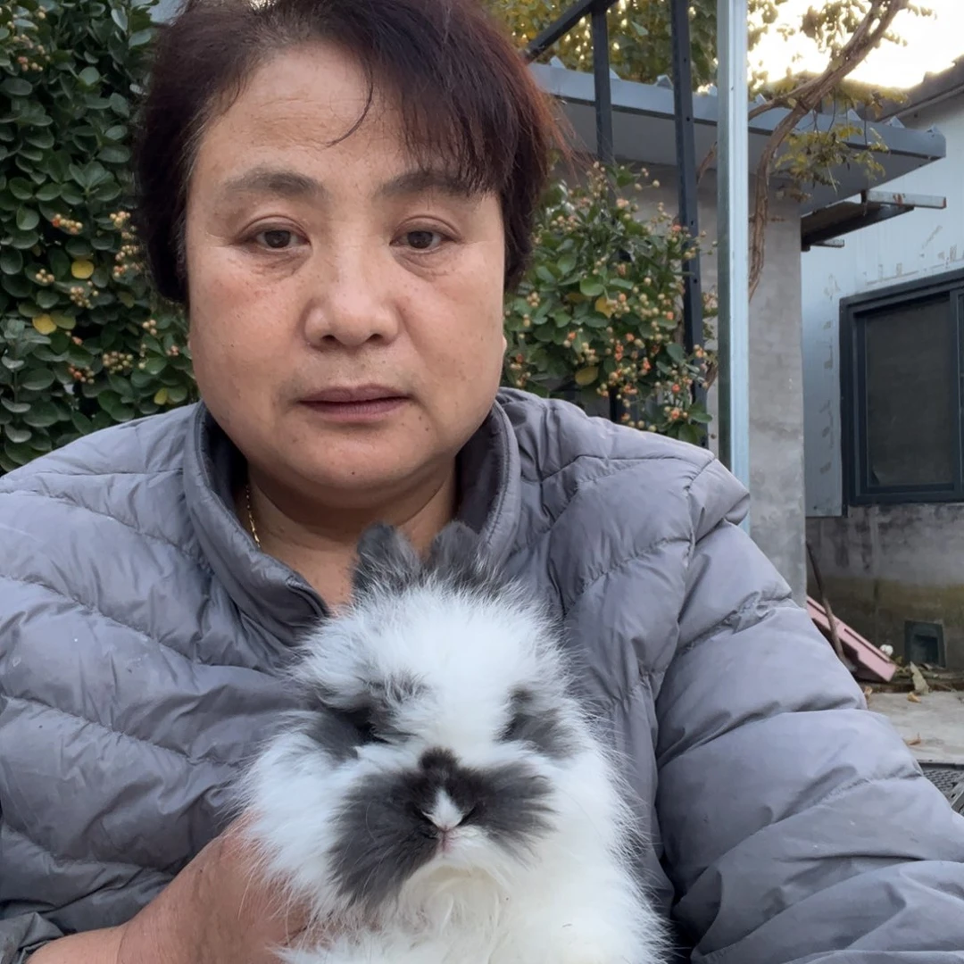 双血统英系安拉兔子