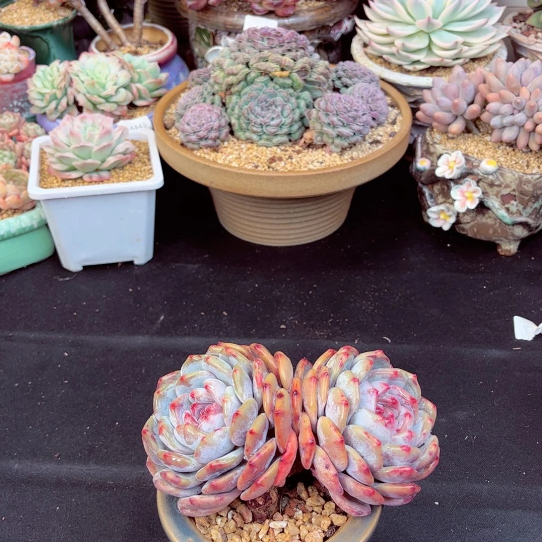 M*5215双头星颖多肉