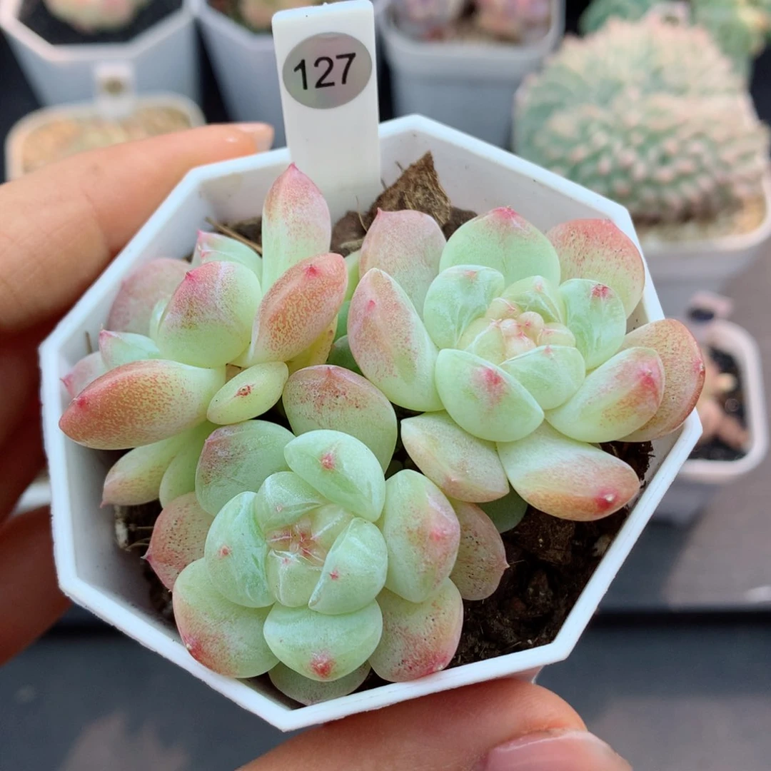 嘿嘿58包邮  群生不包整127