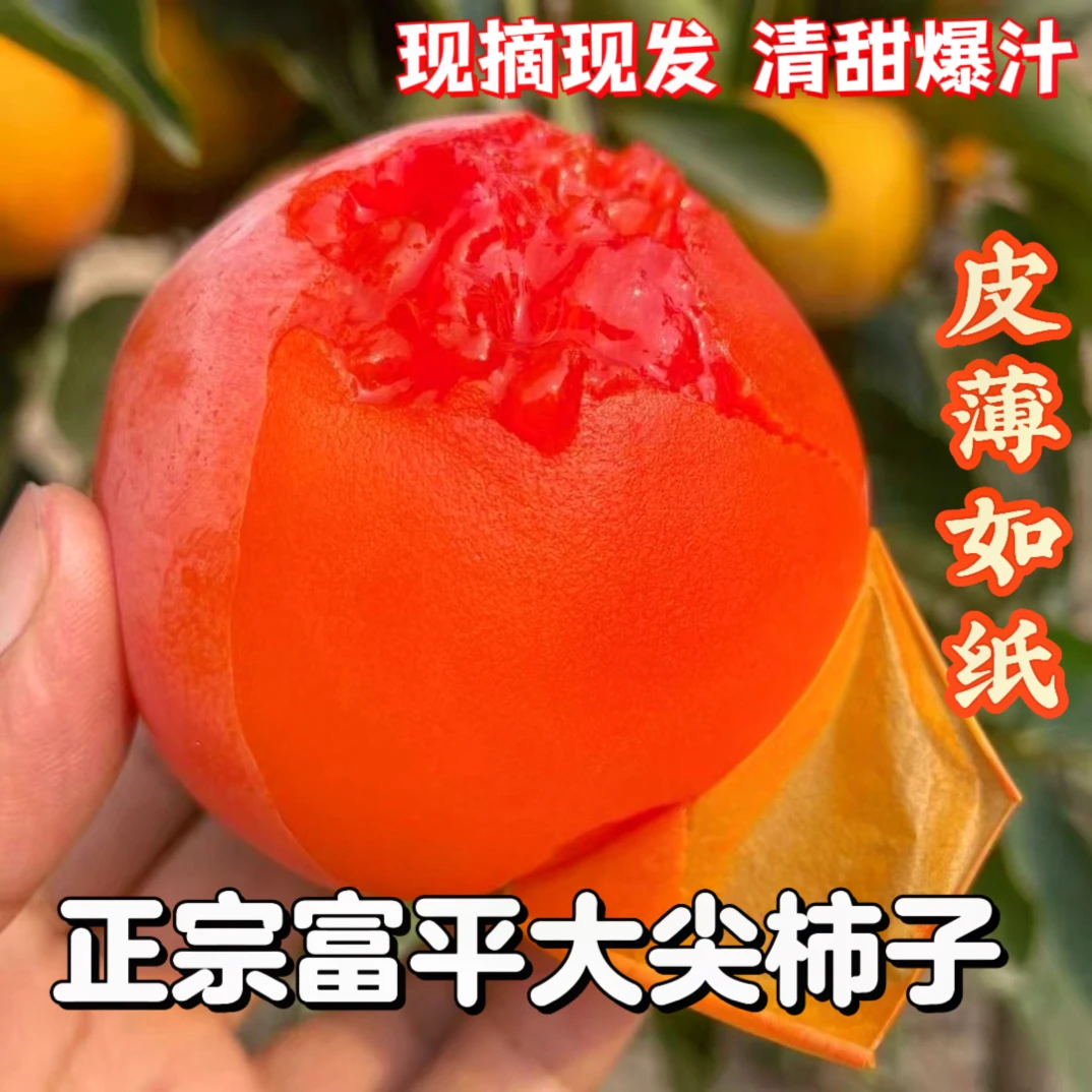 陕西富平大尖柿子（富平柿饼原料果）放软吃流心爆浆清甜爽口