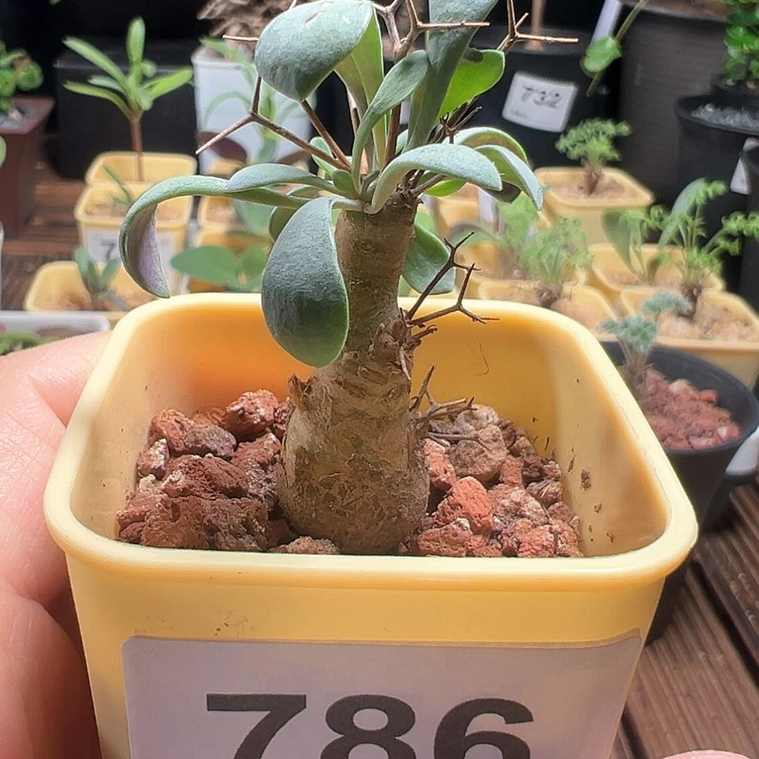 嘿鬼殿厚敦菊带盆