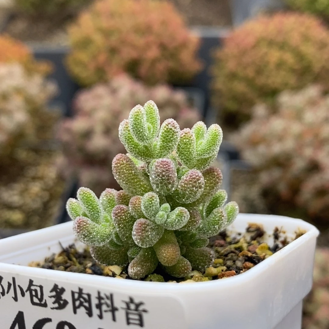 优选冰晶4694年后发货