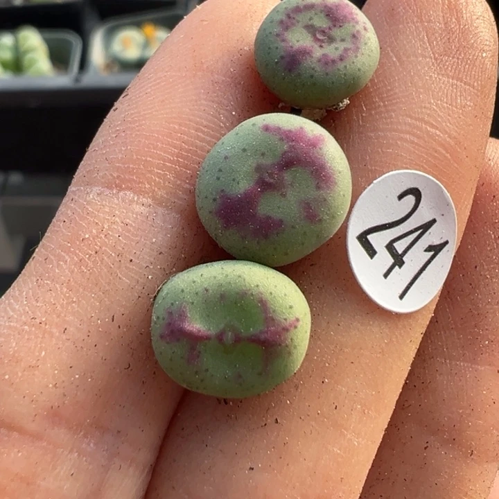 241号双11福利不代表平时价格