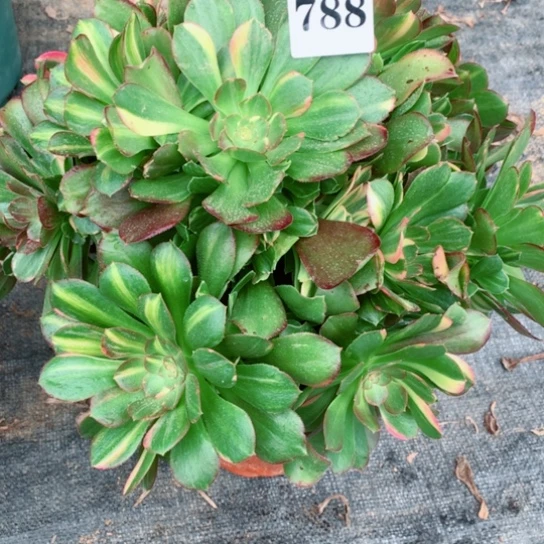 云**多肉植物韶秀七彩788