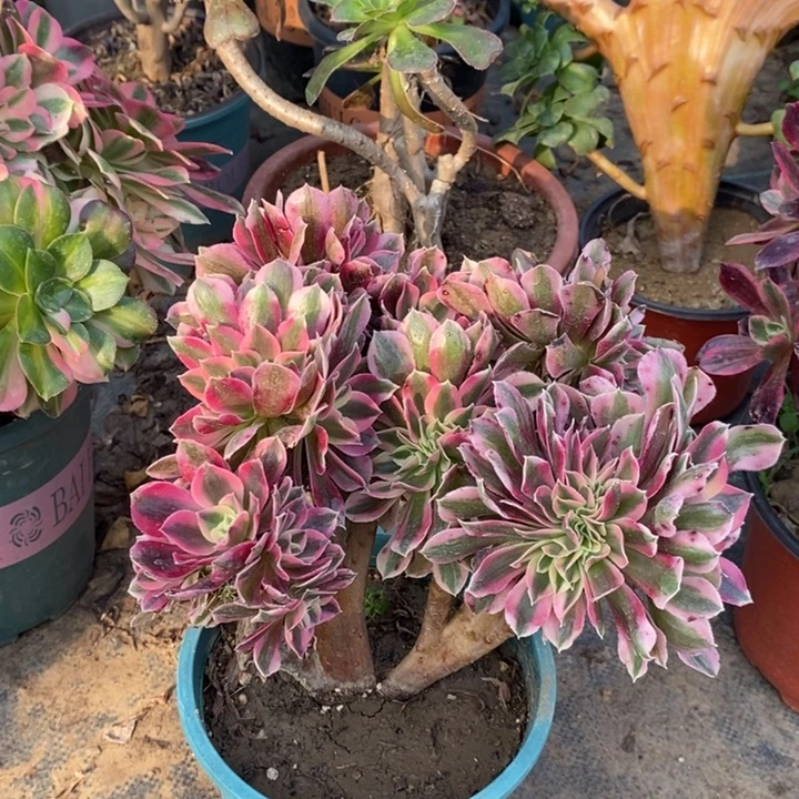 粉女巫缀多肉植物012。