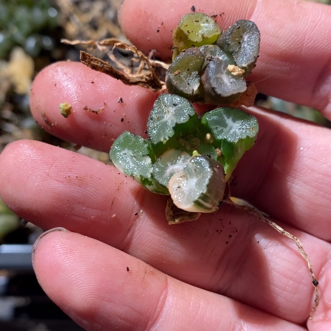 零***一25106 两颗一起 福利。