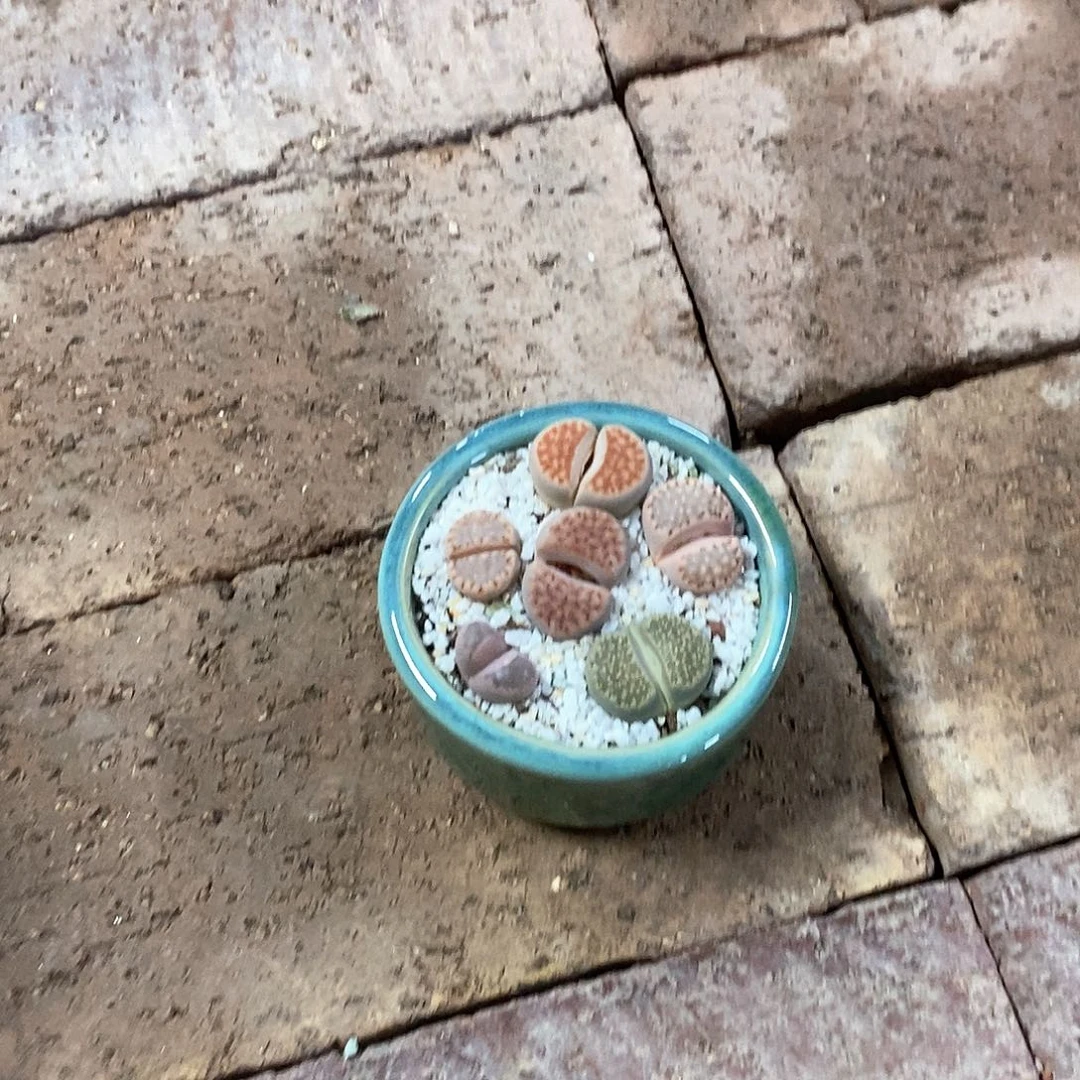 彩色生石花带盆全疆包邮