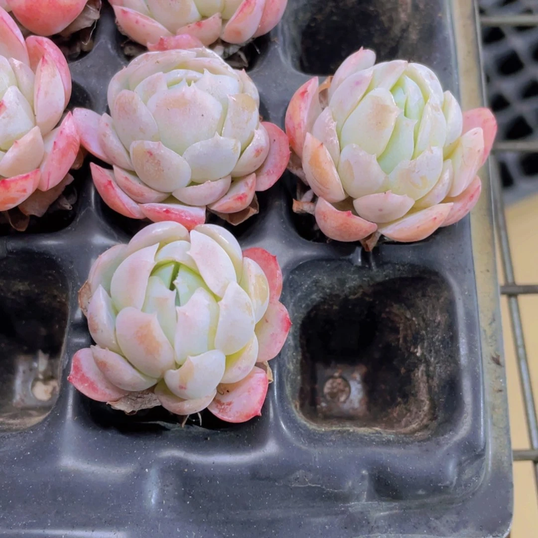 贝瑞多肉9.9包邮发货