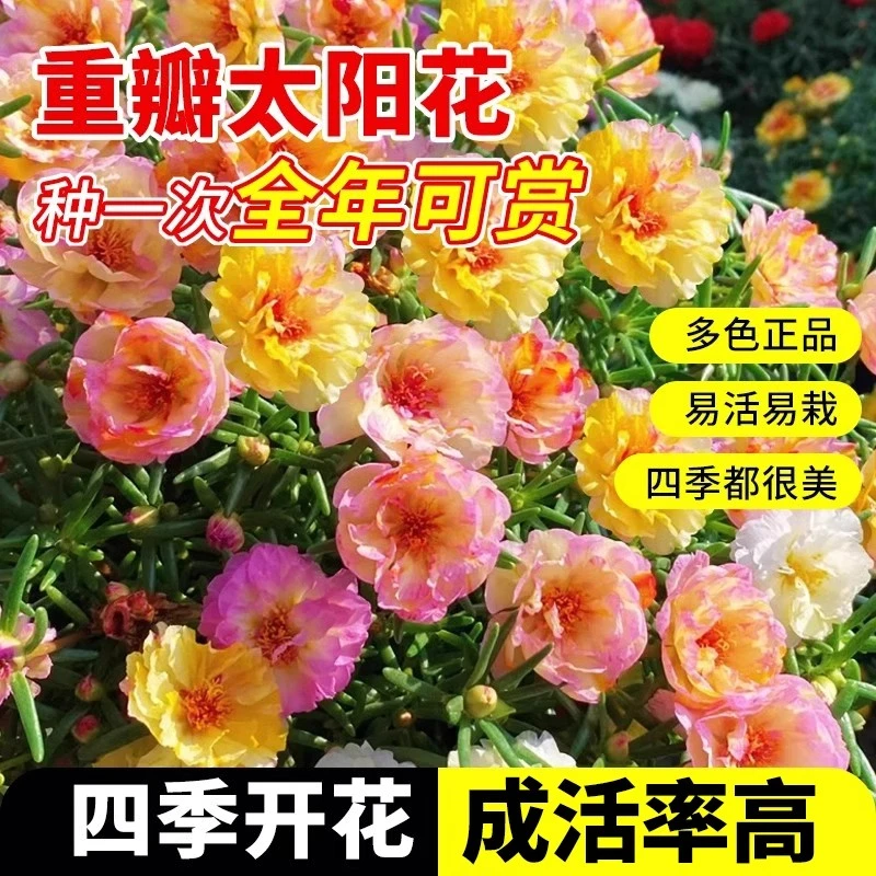 重瓣太阳花盆栽苗大花带根带花苞四季开花植物室内室外好养花卉