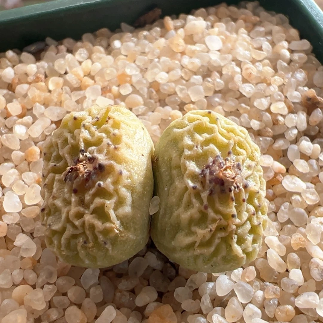 266。青蛙种源三年半DT7778超烧母本