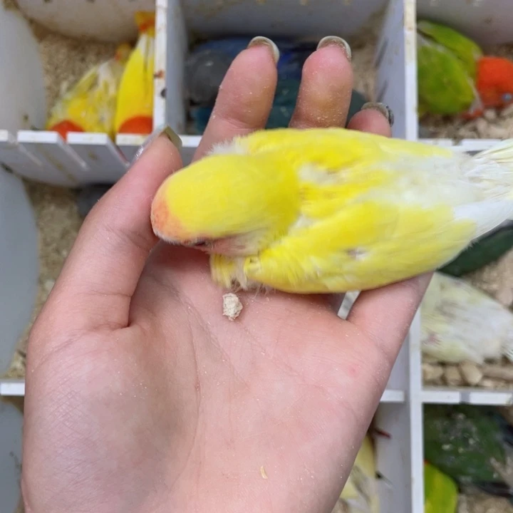 ༒***༒牡丹半毛一只