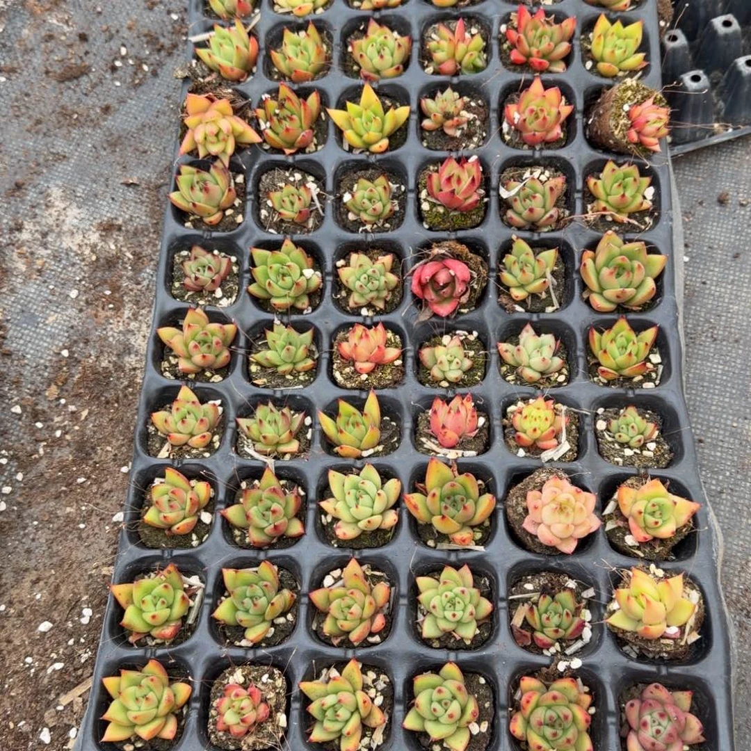 20-11东云一盘72颗量拍左五