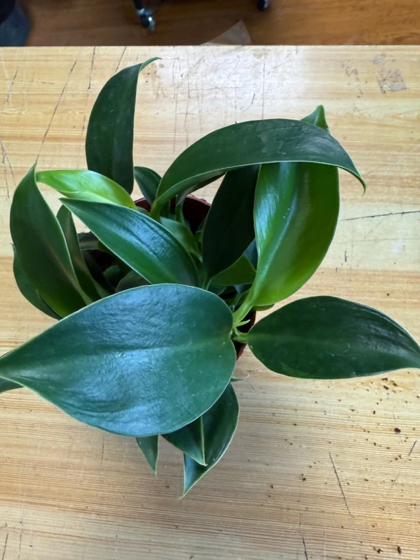 绿公主小号（拍一发二）