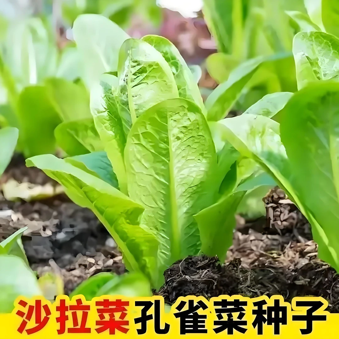 【孔雀沙拉菜种子】家庭阳台小院四季种植盆栽地栽易种易活