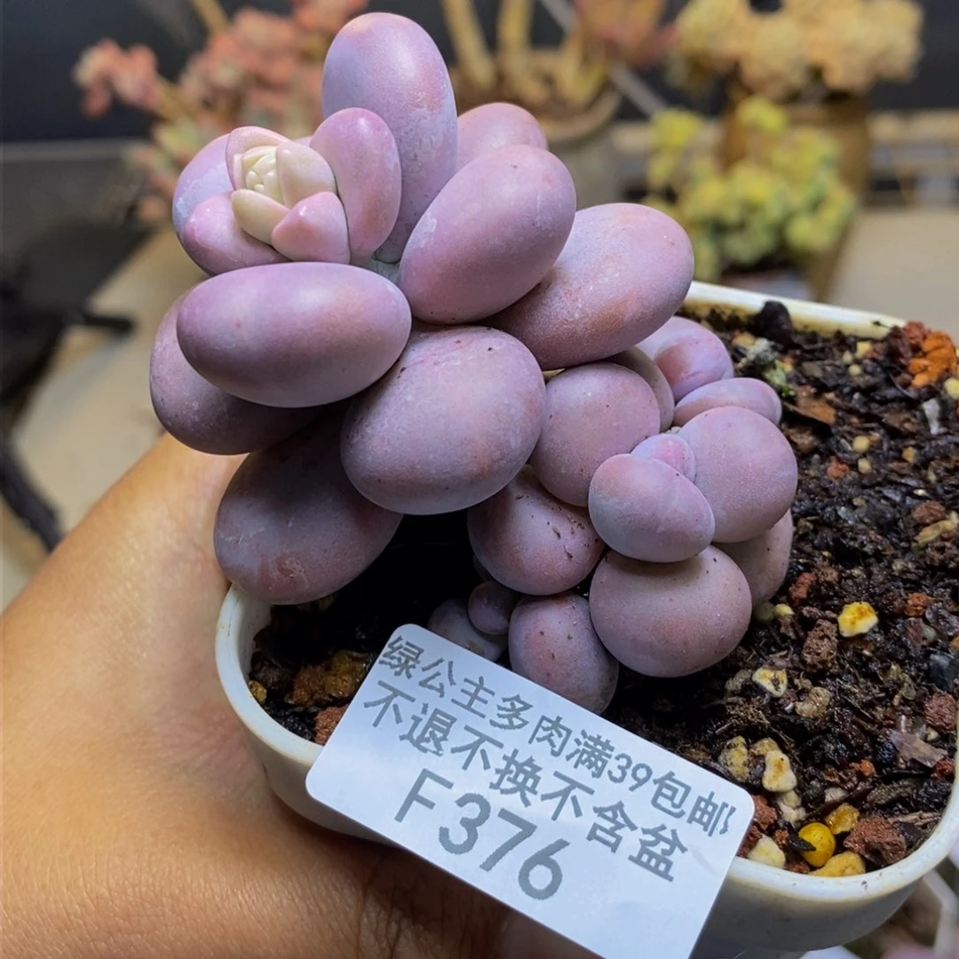 376橙奶多肉肉6cm