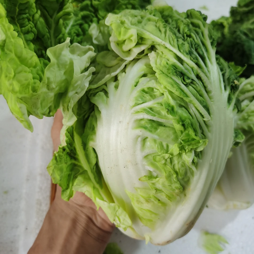 〔白菜和其他蔬菜组合〕-省内顺丰包邮新鲜采摘品质高口感好