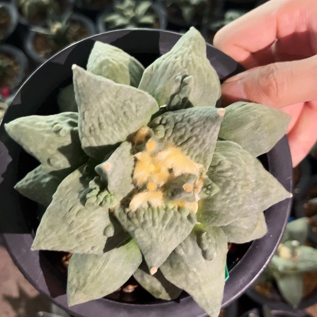 1号13cm萝卜根雕花村主怒涛