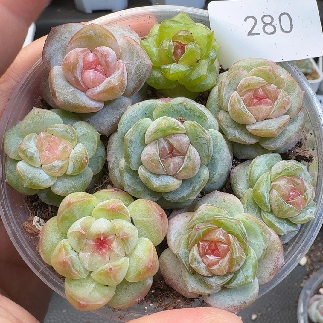 一物一拍一物一拍918-280