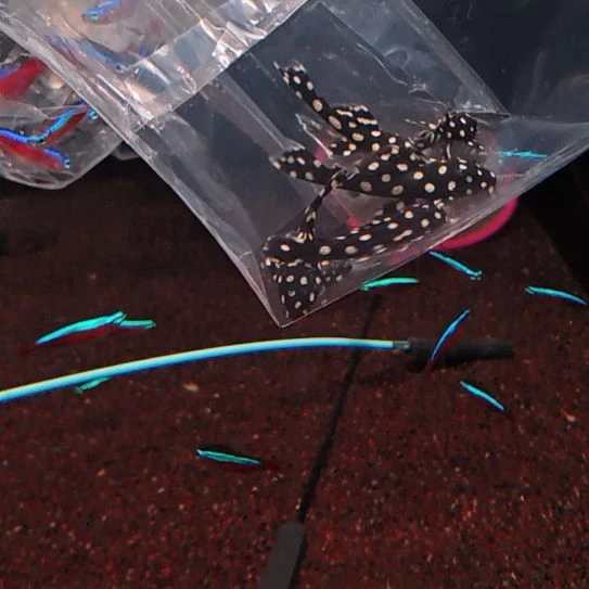 工具鱼龙钻坦克3.0/3.5   2顺丰