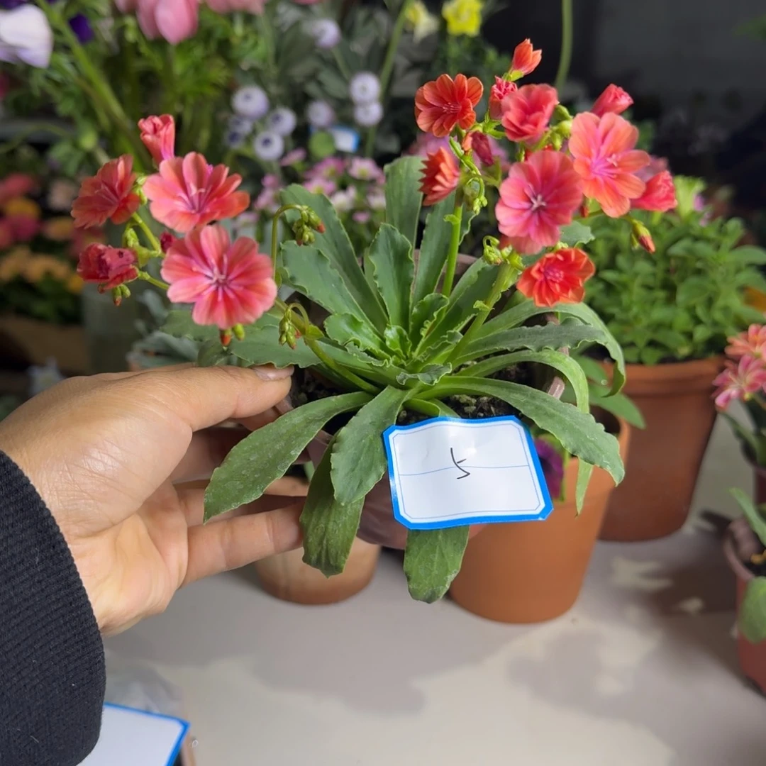 一物一拍  露薇花5号