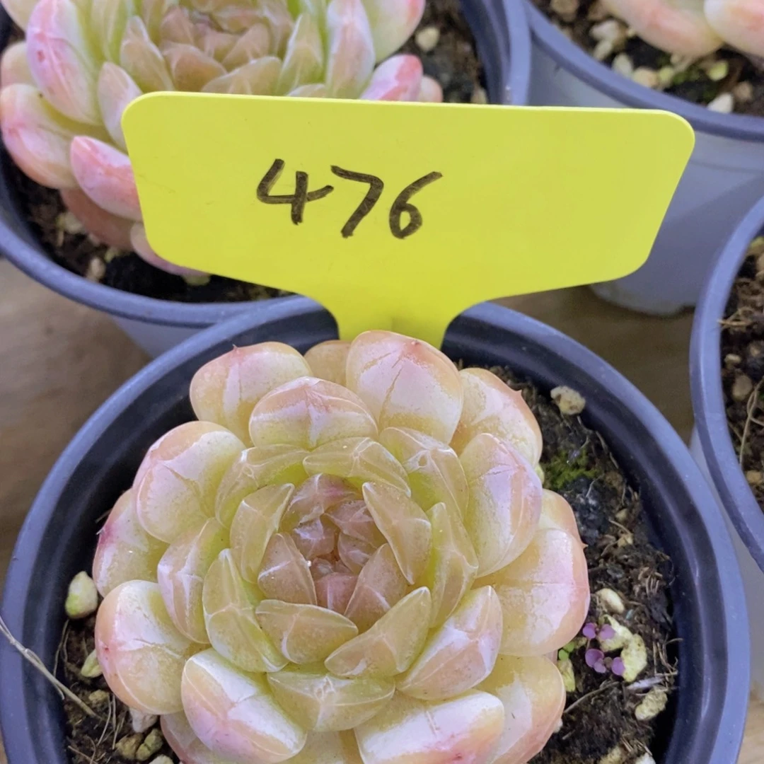 活动专场，最后一场